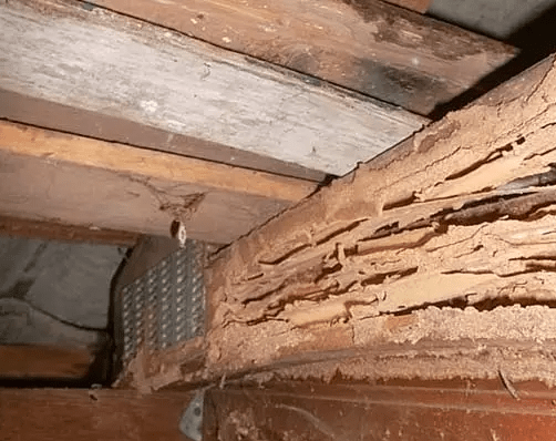 subterranean termites located at a home inspection in Cuero Texas by Barrie Inspections. Wood destroying insect inspections are an add-on service we provide.