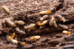 live subterranean termites can hide behind walls and in attics. They come up from the ground generally.